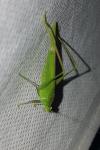 Phaneroptera nana