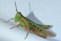 Calephorus compressicornis