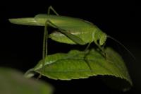 Phaneroptera nana