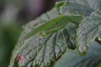 Phaneroptera nana
