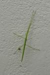 Clonopsis gallica