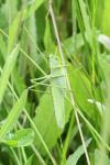 Tettigonia viridissima