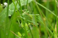 Tettigonia viridissima