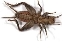 Eumodicogryllus bordigalensis