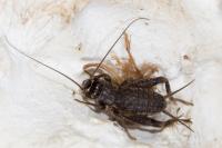 Eumodicogryllus bordigalensis