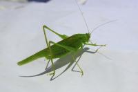 Phaneroptera nana