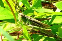 Chorthippus albomarginatus