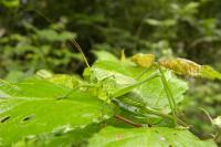 Tettigonia viridissima