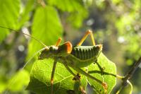 Ephippiger diurnus