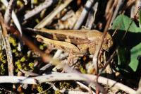 Aiolopus strepens