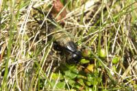 Gryllus campestris