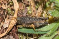 Tetrix undulata