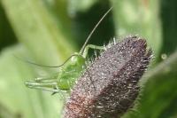 Tettigonia viridissima