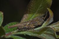 Tetrix ceperoi