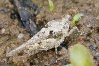 Paratettix meridionalis