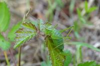 Leptophyes punctatissima