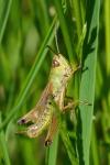 Pseudochorthippus parallelus