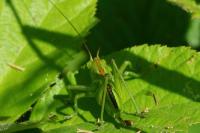 Tettigonia viridissima