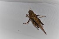 Tetrix subulata