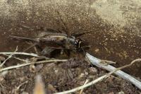 Eumodicogryllus bordigalensis