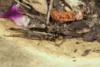 Eumodicogryllus bordigalensis