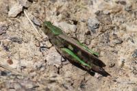 Aiolopus thalassinus