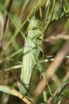 Tettigonia viridissima