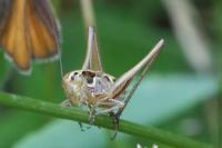 Tessellana tessellata