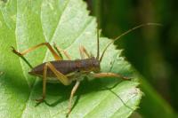 Uromenus rugosicollis