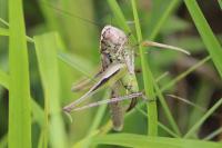 Platycleis albopunctata