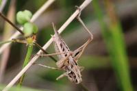 Tessellana tessellata