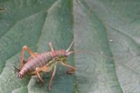 Uromenus rugosicollis