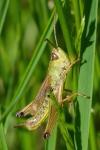 Pseudochorthippus parallelus