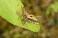 Chorthippus