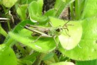 Pseudochorthippus parallelus