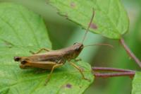 Pseudochorthippus parallelus