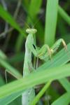 Mantis religiosa
