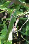 Tettigonia viridissima