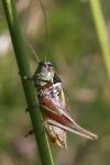 Roeseliana roeselii