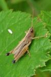 Pseudochorthippus parallelus
