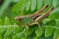 Pseudochorthippus parallelus