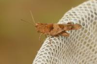 Oedipoda caerulescens