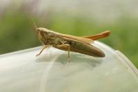 Euchorthippus declivus