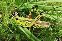 Stethophyma grossum