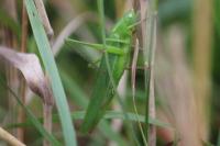 Ruspolia nitidula