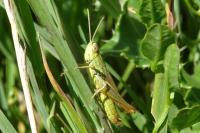 Euchorthippus declivus