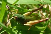 Pseudochorthippus parallelus