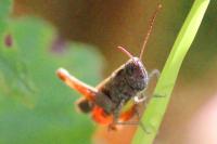 Omocestus rufipes