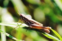 Euchorthippus declivus