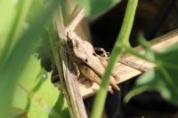 Tetrix subulata